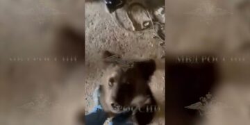 В Самарской области в подвале частного дома сотрудники полиции нашли медвежонка