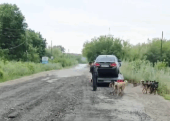 В собачьем приюте под Самарой сотни животных отравлены, десятки — разбежались