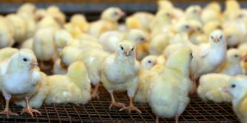 Оператор Тимашевской птицефабрики копит долги перед поставщиками