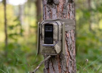 МТС поможет пересчитать редких птиц и барсуков в Жигулевском заповеднике