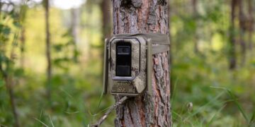 МТС поможет пересчитать редких птиц и барсуков в Жигулевском заповеднике