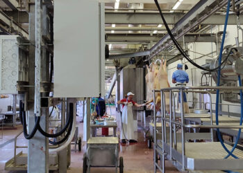 Крупнейший самарский свинокомплекс выстроил полный цикл производства мяса