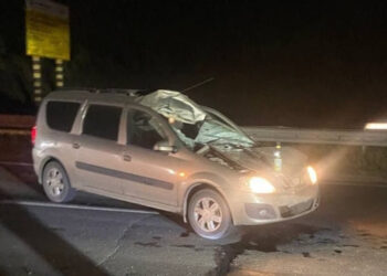 В Самарской области водитель Лады Ларгус насмерть сбил лося