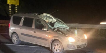 В Самарской области водитель Лады Ларгус насмерть сбил лося