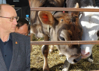 Сотни гектаров земли и коровники «Красного Ключа» возвращаются в орбиту корпорации «ТОАЗ»