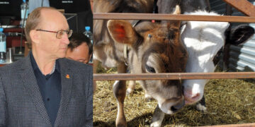 Сотни гектаров земли и коровники «Красного Ключа» возвращаются в орбиту корпорации «ТОАЗ»