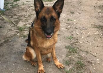 В Самаре служебные собаки вышли на пенсию и ищут новых хозяев