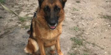 В Самаре служебные собаки вышли на пенсию и ищут новых хозяев