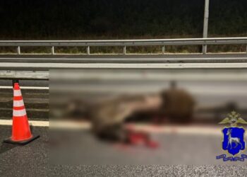 В Самарской области водитель автобуса насмерть сбил лося