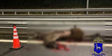 В Самарской области водитель автобуса насмерть сбил лося