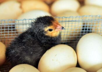 Реанимацией Обшаровской птицефабрики займется ГАП «Ресурс»