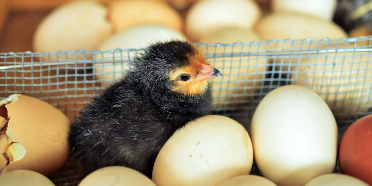 Реанимацией Обшаровской птицефабрики займется ГАП «Ресурс»