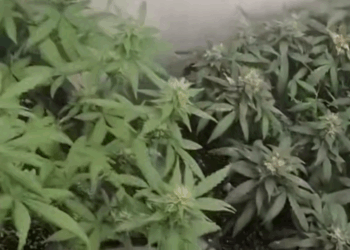 Самарский фитнес-инструктор выращивал марихуану в подвале гаража