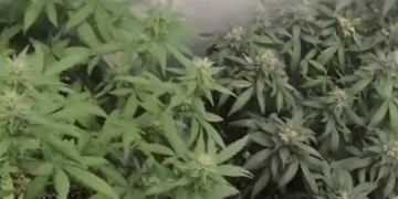 Самарский фитнес-инструктор выращивал марихуану в подвале гаража