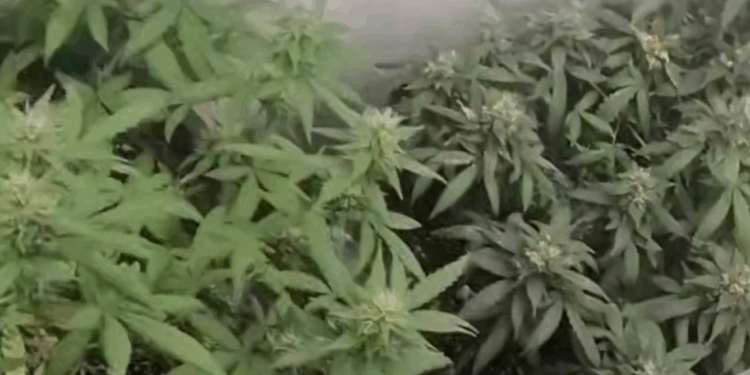 Самарский фитнес-инструктор выращивал марихуану в подвале гаража