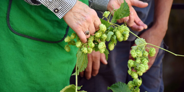 В Исаклинском районе решили заработать на хмелеводстве