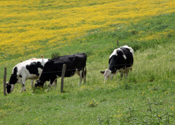 Из-под самарского племзавода «Терра Новы» выбивают землю в пользу нефтяников