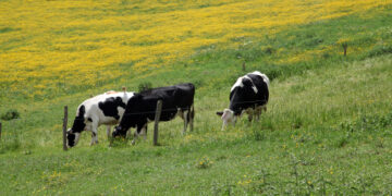 Из-под самарского племзавода «Терра Новы» выбивают землю в пользу нефтяников