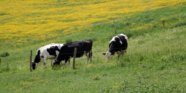 Из-под самарского племзавода «Терра Новы» выбивают землю в пользу нефтяников