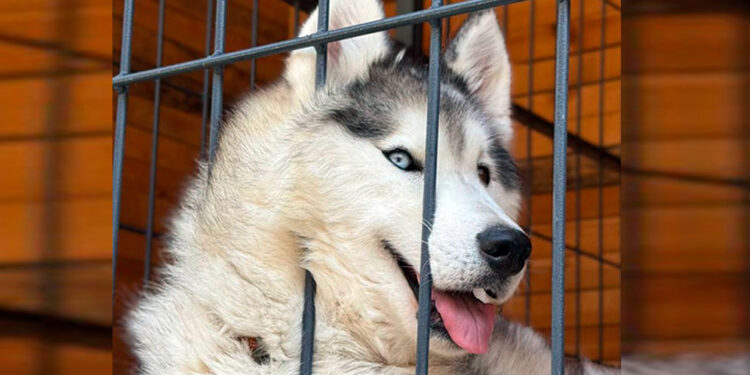 В самарском экопарке «Маламут Ленд» собака покусала дошкольника