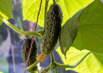 Тольяттинский тепличный бизнес стал частью группы «Союз»