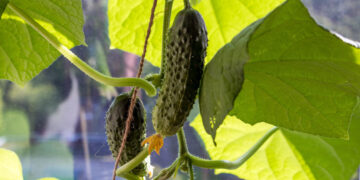 Тольяттинский тепличный бизнес стал частью группы «Союз»