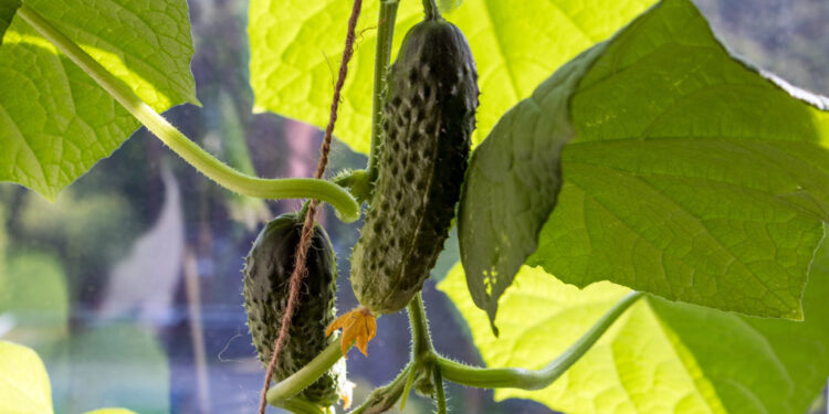 Тольяттинский тепличный бизнес стал частью группы «Союз»