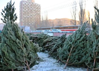 Стал известен полный перечень адресов ёлочных базаров в Самаре