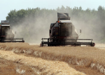 Сельское хозяйство Самарской области обходится без громких провалов и банкротств