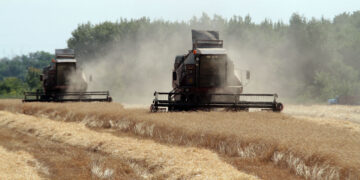 Сельское хозяйство Самарской области обходится без громких провалов и банкротств