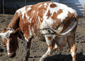 Группа «Терра Нова» проиграла битву за самарские межи группе «Лукойл»