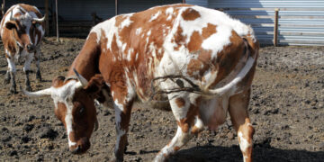 Группа «Терра Нова» проиграла битву за самарские межи группе «Лукойл»