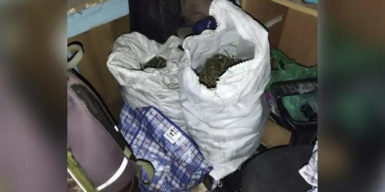 Житель Самарской области насушил себе на зиму два мешка марихуаны