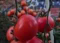 Опасные помидорки: самарский интернет-магазин попался на торговле незаконными семенами
