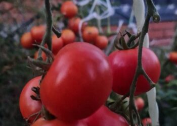 Опасные помидорки: самарский интернет-магазин попался на торговле незаконными семенами