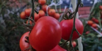 Опасные помидорки: самарский интернет-магазин попался на торговле незаконными семенами