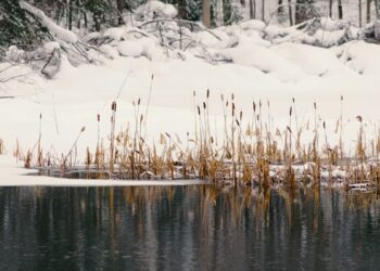 В Самарской области вернули в госсобственность земли в акватории Рождественского пруда