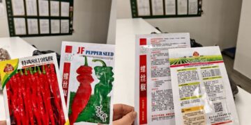 Проблемный перчик: в аэропорту Самары изъяли партию семян, ввезенных без разрешения