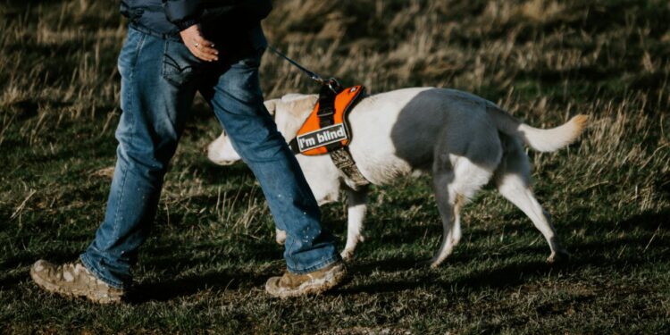 Лабрадор из Самары победил во всероссийском конкурсе собак-поводырей