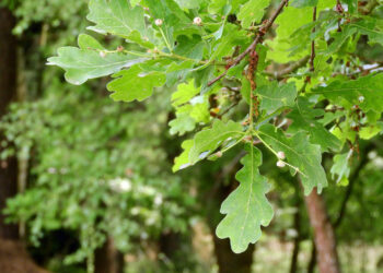 Прокуратура вернула государству детский лагерь в Рачейском лесничестве Самарской области