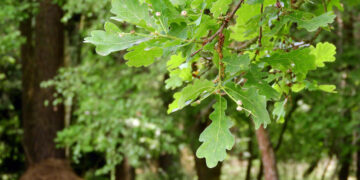 Прокуратура вернула государству детский лагерь в Рачейском лесничестве Самарской области