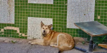 В России начнут штрафовать тех, кто знал, но не рассказал, где находятся бездомные животные