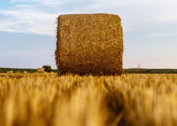 Золотая нива: опубликован рейтинг самых рентабельных и динамичных сельхозпредприятий Самарской области