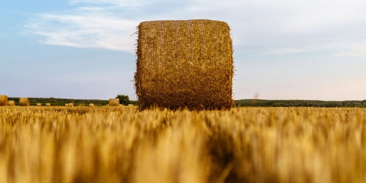 Золотая нива: опубликован рейтинг самых рентабельных и динамичных сельхозпредприятий Самарской области
