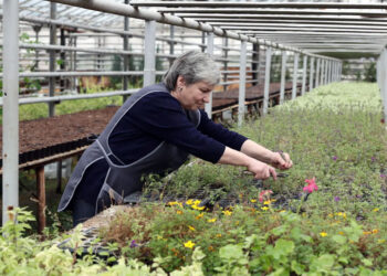 Этой весной Самару украсят почти полтора миллиона цветов и декоративных растений