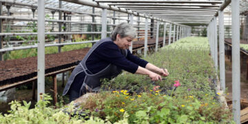 Этой весной Самару украсят почти полтора миллиона цветов и декоративных растений