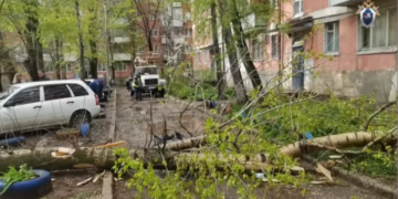В Самаре 27 апреля упавшее во время непогоды дерево убило мужчину, возбуждено дело