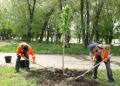 В Самаре применяется комплексный подход к озеленению