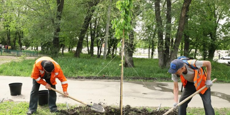 В Самаре применяется комплексный подход к озеленению