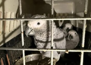 Самарская таможня возбудила уголовное дело по факту контрабанды птиц-экзотов
